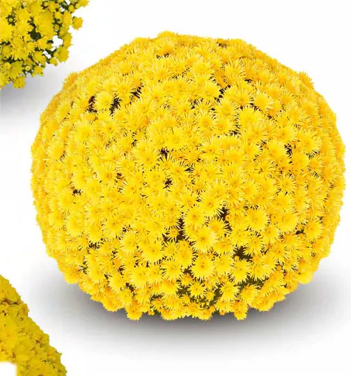 Chryzantema Kumo Yellow