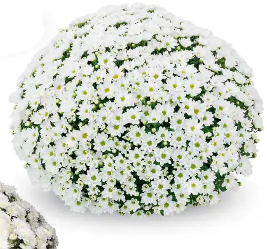 Chryzantema Lumia Blanc