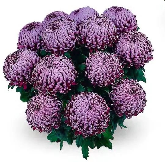 Chryzantema Malabar Violet