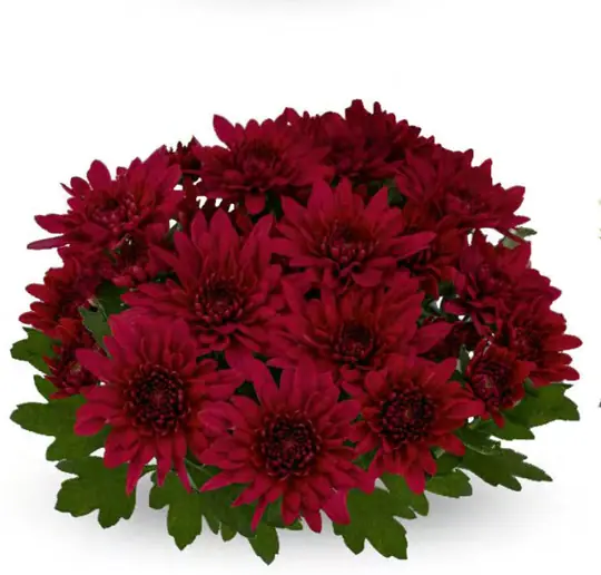 Chryzantema Marley Red