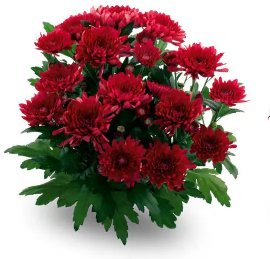 Chryzantema Milwaukee Red