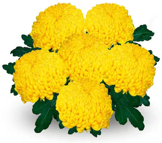 Chryzantema Mimizan Jaune