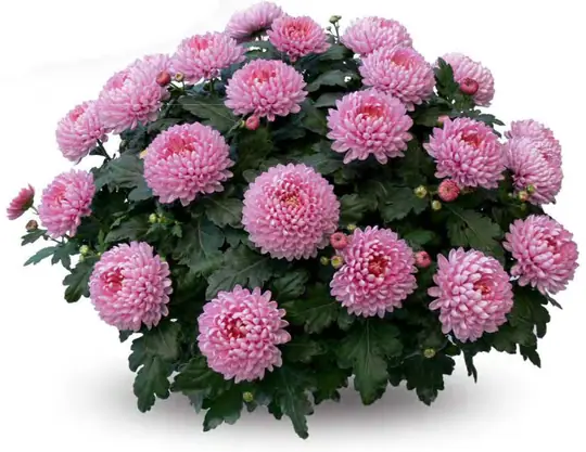 Chryzantema Minideco Bonbon