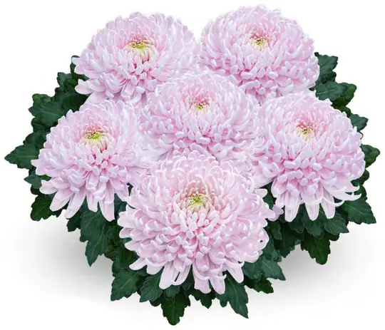 Chryzantema Montreal Rose
