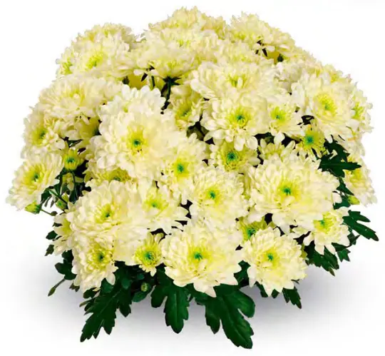 Chryzantema Mount Aubert Creme