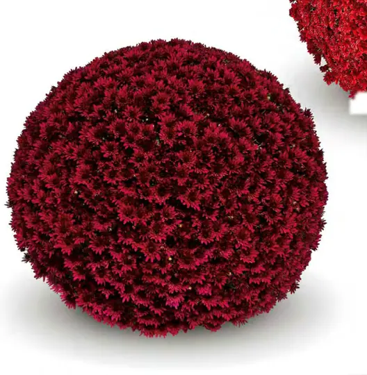 Chryzantema Muga Merlot