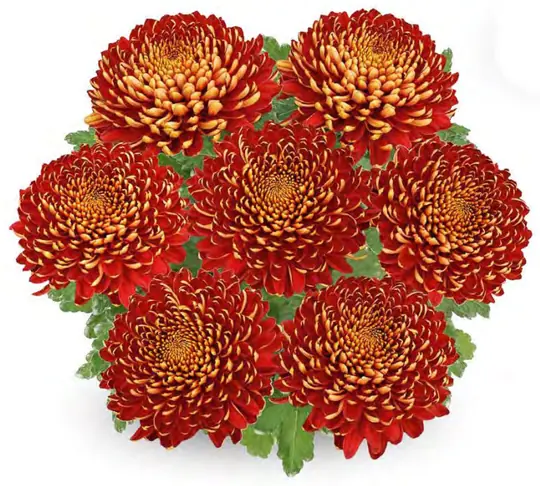 Chryzantema Nagano Rouge