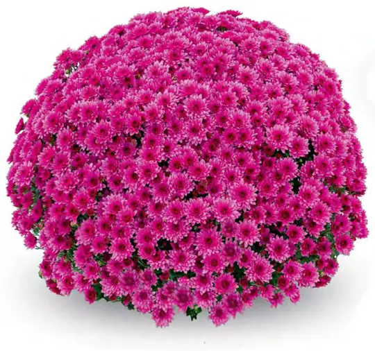 Chryzantema Nancy Pink