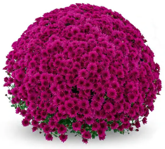 Chryzantema Nancy Purple