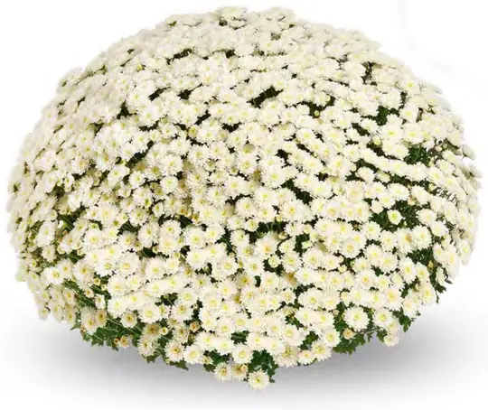 Chryzantema Nazimi White