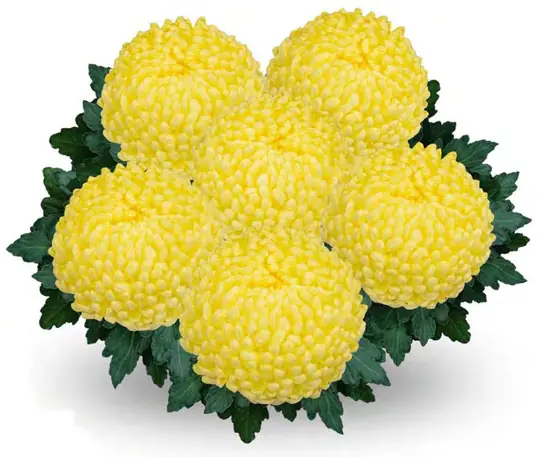 Chryzantema Oleron Citron