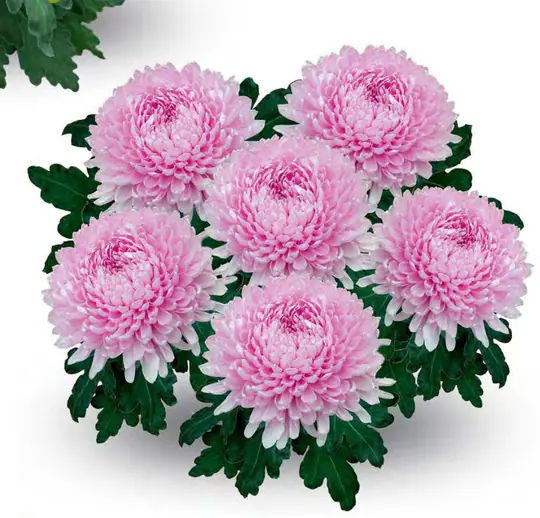 Chryzantema Ottawa Rose