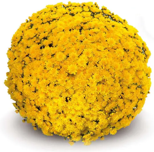 Chryzantema Ourasi Yellow