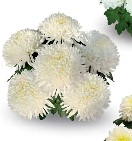 Chryzantema Pikneige Blanc