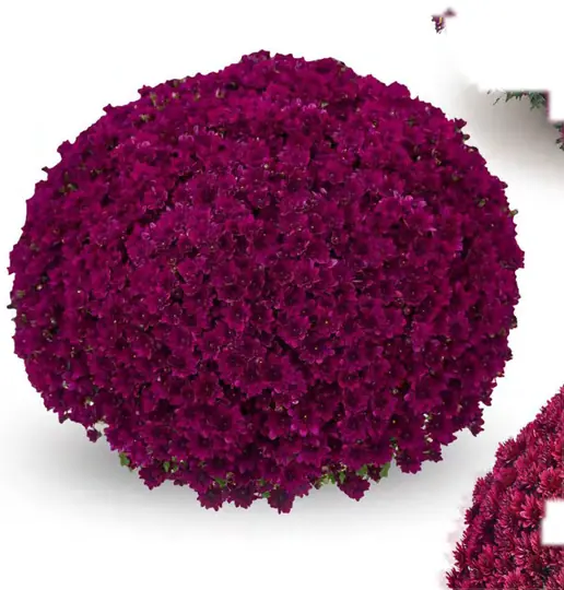Chryzantema Pilou Violet