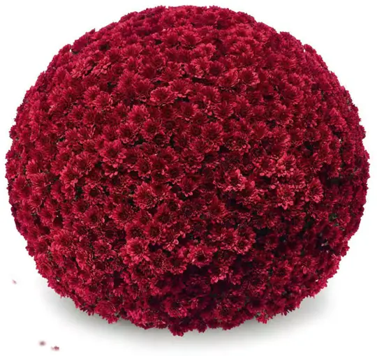 Chryzantema Pokai Red