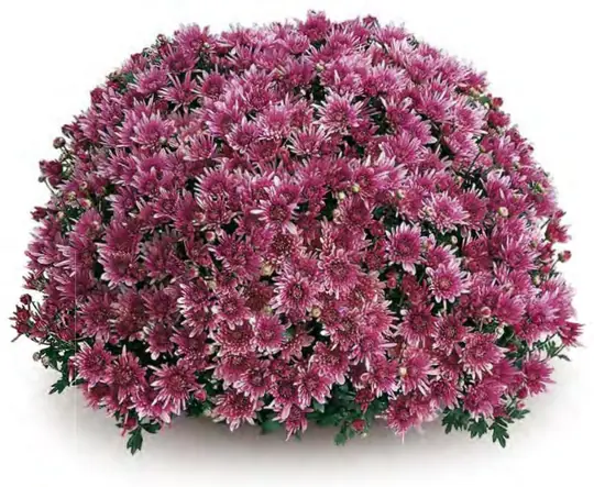 Chryzantema Remos Pink