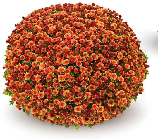 Chryzantema Seminole Orange