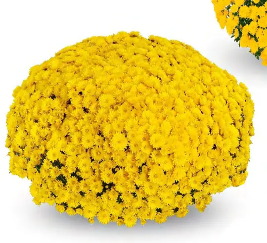 Chryzantema Seminole Yellow