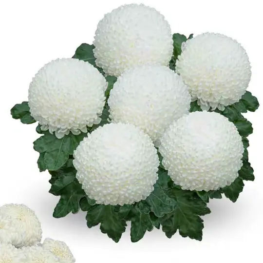 Chryzantema Snowball Blanc