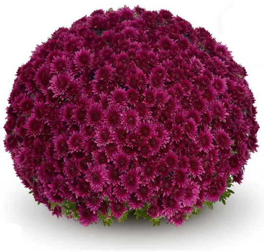 Chryzantema Sorini Mauve