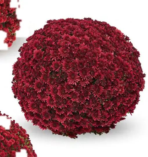 Chryzantema Sorini Red