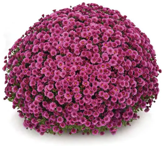 Chryzantema Staviski Purple