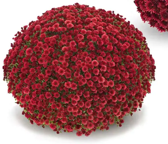 Chryzantema Staviski Red