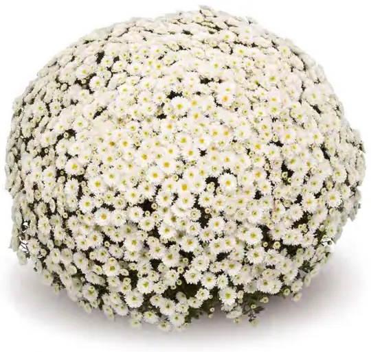 Chryzantema Staviski White