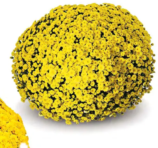 Chryzantema Staviski Yellow