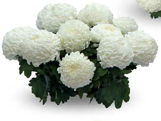 Chryzantema Sunberry White
