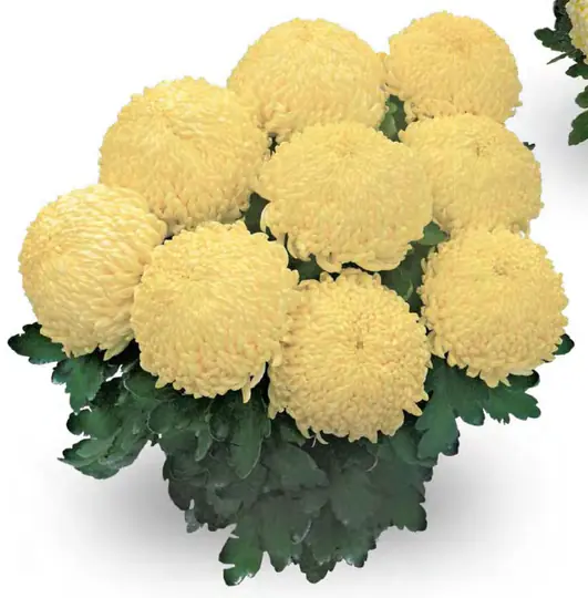 Chryzantema Sunberry