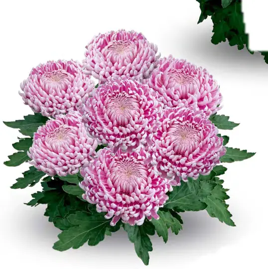 Chryzantema Toronto Rose