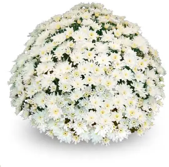 Chryzantema Urbi Blanc