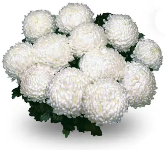 Chryzantema Valys