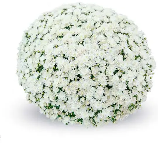 Chryzantema Vichy White