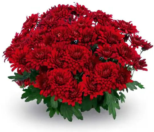Chryzantema Willian Red