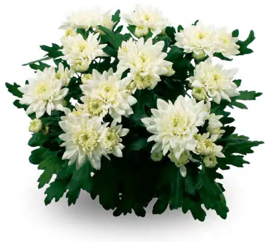 Chryzantema Willowbrook